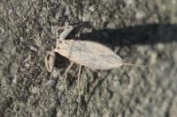 Nepa cinerea