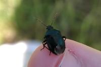 Zicrona caerulea