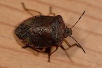 Palomena prasina