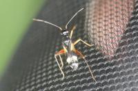 Globiceps flavomaculatus