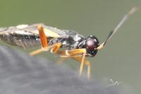 Globiceps flavomaculatus