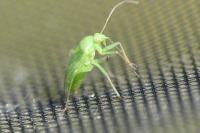 Neolygus contaminatus