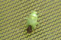 Neolygus contaminatus