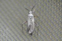Orthocephalus saltator