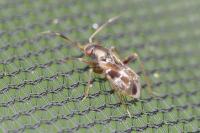 Pilophorus confusus