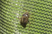 Polymerus holosericeus