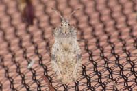Tingis ampliata
