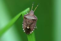 Peribalus strictus vernalis
