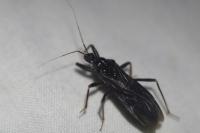 Reduvius personatus