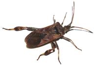 Leptoglossus occidentalis