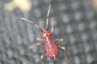 Deraeocoris ruber