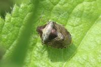 Stagonomus venustissimus