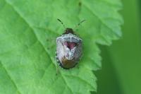Stagonomus venustissimus
