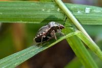 Stagonomus venustissimus
