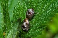 Stagonomus venustissimus