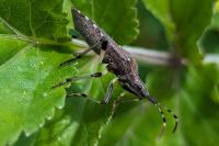Dicranocephalus albipes