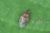 Kleidocerys resedae