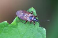 Gastrodes abietum