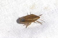 Aelia acuminata