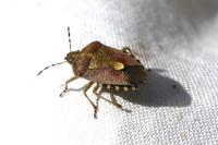 Dolycoris baccarum