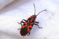 Spilostethus saxatilis