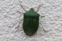 Nezara viridula