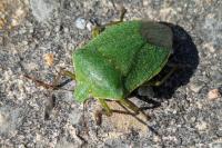 Nezara viridula