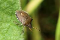 Peribalus strictus vernalis