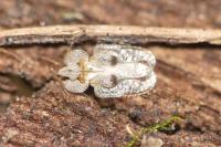 Corythucha ciliata
