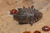 Halyomorpha halys