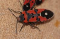 Lygaeus equestris