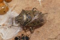 Rhaphigaster nebulosa