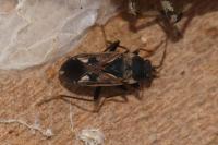 Rhyparochromus vulgaris
