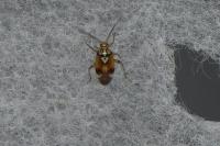 Lygus pratensis
