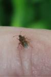 Kleidocerys resedae