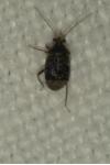 Charagochilus gyllenhalii
