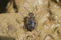 Saldula saltatoria