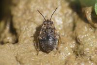 Saldula saltatoria