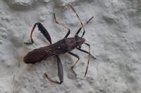 Camptopus lateralis