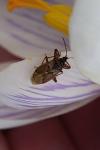 Gastrodes abietum