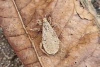 Reduvius personatus