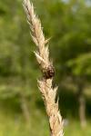 Eurygaster testudinaria