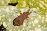Gonocerus acuteangulatus