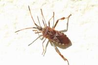Leptoglossus occidentalis