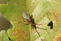 Gonocerus acuteangulatus