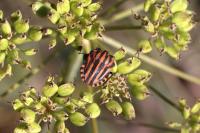 Graphosoma italicum italicum