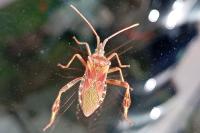 Leptoglossus occidentalis