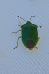 Palomena viridissima