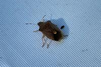 Peribalus strictus vernalis