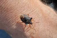 Pentatoma rufipes